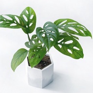 (預購) 白灰漸層系列 | 窗孔龜背芋 洞洞蔓綠絨 六邊形水泥盆栽