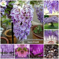 [Fast Germination] Wisteria Sinensis Seeds for Planting (10 seeds/pack) Climbing Plant Seed Bonsai Tree Live Plants Flower Seeds for Gardening Ornamental Flowers Potted Plants Indoor Outdoor Real Air Plant Garden Decoration Items Pokok Bunga Hidup Benih