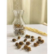 Dried Pine Seeds Small Seed/s Dried Pine/s
