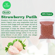 ( 10 Butir ) Benih Biji Strawberry Putih Alpine | Pineberry | White Alpine Strawberry