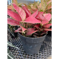 Aglaonema 'Pink Star' 25cm width pot size indoor houseplant. Free fertilizer and soil