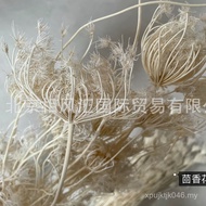 Photo Props Fennel Decoration] Flower Arrangement Imported Natural Plant Flower Decoration [Dried Fl