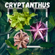 CRYPTANTHUS FOR GARDEN AND TERRARIUM