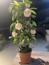 Hoya Carnosa Plant with White and Pink Flowers