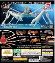 Bandai Premium Gashapon 萬代扭蛋- 生物大圖鑑 之 蟹  有28處可動位（只有2、3、4號）