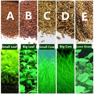 【SG Stock】10g Easy Growing Aquarium Mini Leaf Grass Aquarium Foreground Grass,Aquatic Plant Decor Wa