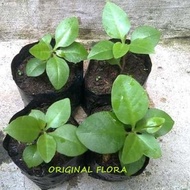 Bibit Daun Binahong Bibit Binahong Pohon Binahong Anredera cordifolia