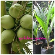 bibit kelapa pandan wangi produk terlaris 50 batang