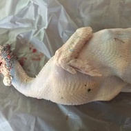 AYAM KALKUN LOKAL POTONG/HIDUP SEGAR 1 EKOR