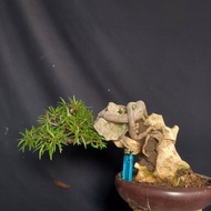 Bonsai beringin california on the rock