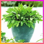 SeedsPLAZA™ - Arugula F1 Hybrid Seeds for Planting Vegetable Plants (100 Seed) + 💯% F R E E Planting Instructions for rocket, roquette, garden rocket, rocket-salad, eruca-sativa, Eruca vesicaria sativa - Gusto ko rin yan