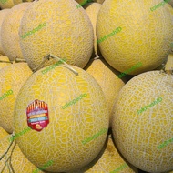 buah melon inthanon korea melon bibit korea melon hidroponik size 2kg