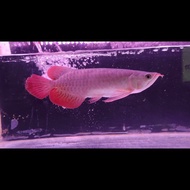 ikan arwana Super Red 28-29cm