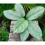 Pokok Aglaonema Alumina