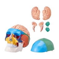 Human Skull Model Life-Size Painted Anatomy Skull Model PVC Anatomical Skull