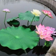 15 lotus seeds lotus flower water plants, lotus flower, home yard decoration