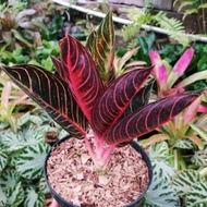 Aglonema Indukan Red Sumatra-Tanaman Hias Hidup Rikepuspita45