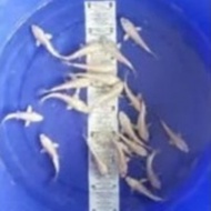 Bibit Ikan Koi Platinum Ukuran Size 5-7 cm Ikan Hias Air Tawar