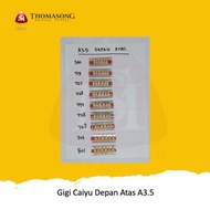Ready !!! Gigi Palsu Caiyu Depan Atas A3.5 terbaru