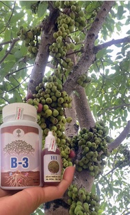 Siêu dưỡng cây combo chế phẩm sinh học H1+B3 kích hoa và trái