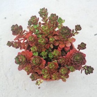 【荳荳多肉】【火焰景天】喬遷│送禮│升遷│多肉植物