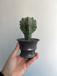 精品 龜甲 鸞鳳玉｜Astrophytum myriostigma Lem ｜———｜塊根植物｜象牙宮｜龜甲龍｜曲刺妖炎｜橄欖｜象足漆樹｜多肉植物｜龍舌蘭｜嚴龍｜