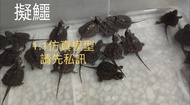 【洋安水族】擬鱷龜4cm↑↓果核龜 巨型山龜 鑽紋龜 麝香龜 擬鱷龜 西非 紅腹 沼澤 側頸 甜甜圈 東錦龜 忍者龜