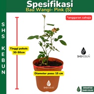 Rose Pokok Bunga Ros Kampung Wangi Roses Pokok Outdoor Pokok Berbunga Hiasan Harum Live Plant Fragra