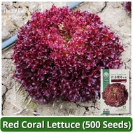 Biji Benih Salad Red Coral Lettuce Seeds (500 Seed) Purple Red Lettuce Salad Seeds Organic Vegetable