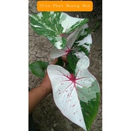 Keladi Thai Rare,Caladium Phet Mueng Non