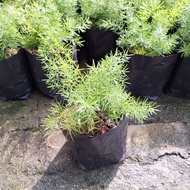 Pokok Asparagus fern outdoor plant