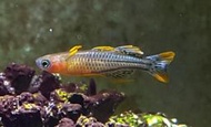 月光蘇蝦場#🦐阿魯珍珠燕子Pseudomugil Gertrude 'Aru'#一組5隻