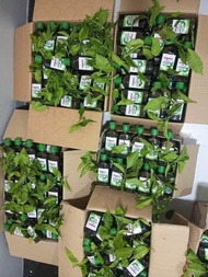 Arr Guu Lay Tea Trees Oil & Coconut Oil For Hair အာဂူးလေး လဖက်ဆီ အုန်းဆီ