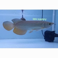Arwana Golden Red 30 Cm. Ikan Arwana Gr Hb. Ikan Predator. Hias.