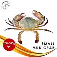 Small Live Mud Crab 螃蟹