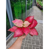 Aglaonema Fu Gui Red [REAL PLANT] #supportlocal