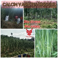 Bibit rumput BB Biogen biovitas