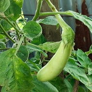 Anak Pokok Pokok Terung Hijau Panjang / 青茄子幼苗