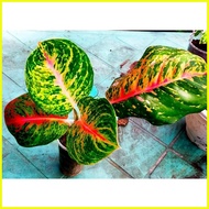 § ✗ ❏ Aglaonema Boxer  Live Plants established