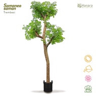 Samanea saman - Trembesi (besar) - pohon instan/instant tree