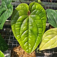 anthurium sirih