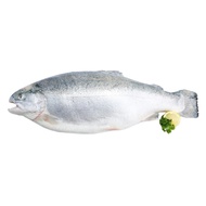 Free ShippingAir Flown Norwegian Fjord Trout Fresh Salmon Fish (Sashimi Grade) 新鲜挪威三文鱼