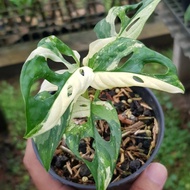 monstera adansonii variegata (janda bolong varigata)