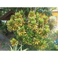 Pokok Puding Kuning Diraja Emas Rare Cantik.