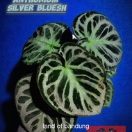 anthurium silver blush