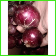 ↩ ⨶ ℯ RED ONION/Sibuyas na Pula/Pulang Sibuyas250 grams,500grams,1 kilo Fresh Gulay (SHIP OUT AGAD)