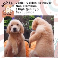 GOLDEN RETRIEVER NON STAMBUM JANTAN BETINA ANAK ANJING GOLDEN