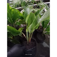 Anak Pokok Kunyit/Halia Hitam Original Kaempferia Parviflora