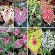 [Various Breeds] Caladium - Pretty and Easy Care House Plant