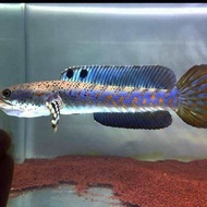 CHANNA BLUE PULCHRA selected.. 8-10cm++. (PROMOSI 2024)